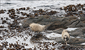 Sheep eating seaweed to get salt and iodine