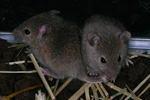Mouse / Mus domesticus