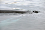 Humpback Whale / Megaptera novaeangliae