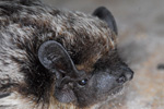 Parti-Coloured Bat / Vespertilio murinus