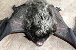 Parti-Coloured Bat / Vespertilio murinus