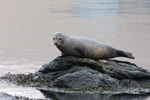 Harbour seal (Phoca vitulina), Eysturoy 2013