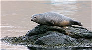 Harbour seal (Phoca vitulina), Eysturoy 2013