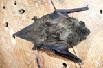 Nathusius’s Pipistrelle Bat / Pipistrellus nathusii