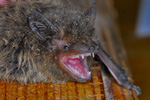 Nathusius’s Pipistrelle Bat / Pipistrellus nathusii