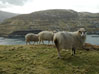 Seyður / Får / Sheeps