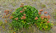 Skotsk meistaraurt / Ligusticum scoticum L. 