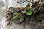 Urtapílur / Salix herbacea
