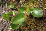 Urtapílur / Salix herbacea, Skúvoy 23.06.2012