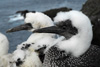 It is strictly banned to catch the white gannet chicks