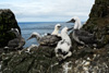 White gannet chicks called "ompil" on Flatidrangur, Mykines