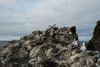 White chicks called "ompil" and grey gannet chicks on Flatidrangur, Mykines