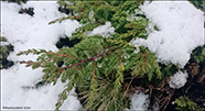 Føroyskur baraldur (Juniperus communis)  L. subsp. alpina. Kvennplanta (female).
