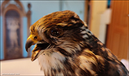 Ragdoll & Stuffed Falco columbarius 