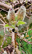 Loðpílur/ Salix lanata 