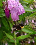 Garðahumla / Bombus hortorum