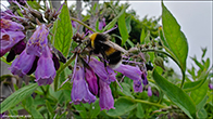 Bombus