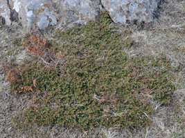 Baraldur / Juniperus communis alpine