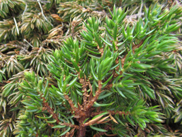 Baraldur / Juniperus communis alpine ♀