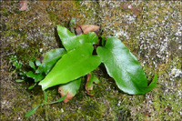 Tungutrøllakampur / Asplenium scolopendrium 