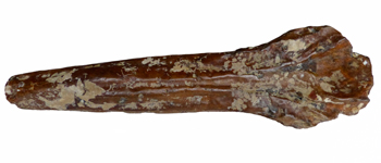 Choneziphius planirostris