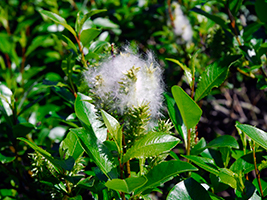 Pálmapílur / Salix phylicifolia L.