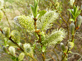 Pálmapílur / Salix phylicifolia L.