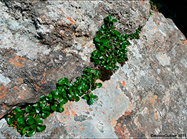 Urtapílur / Salix herbacea L